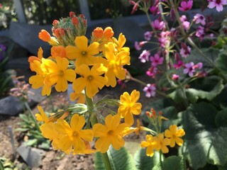 Picturesque flowers and exotic plants in Botanical Garden Saint Gall (Malerische Blumen und exotische Pflanzen im Botanischen Garten Sankt Gallen), St. Gallen - Switzerland (Schweiz)