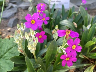 Picturesque flowers and exotic plants in Botanical Garden Saint Gall (Malerische Blumen und exotische Pflanzen im Botanischen Garten Sankt Gallen), St. Gallen - Switzerland (Schweiz)