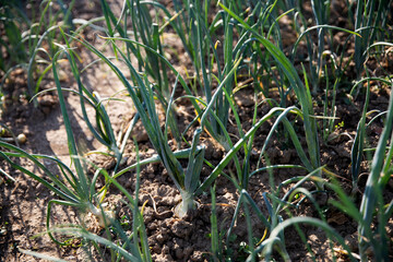 Row of Spring Onions in Vegetable Garden.Agricultural land.