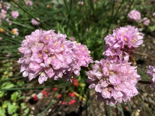 Picturesque flowers and exotic plants in Botanical Garden Saint Gall (Malerische Blumen und exotische Pflanzen im Botanischen Garten Sankt Gallen), St. Gallen - Switzerland (Schweiz)