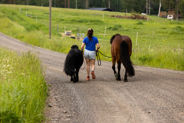 Young woman evening walk with two horses. One icelandic horse