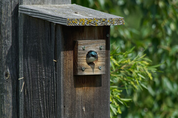 A Tree Swallow in a Birdhouse