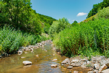 mountain river in the forest