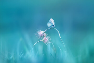 Delicate pink wild flowers and a fragile butterfly on a blue background. Summer minimalist image.