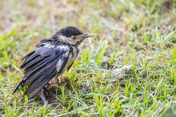 Juvenile of Pied Starling in grass after rain