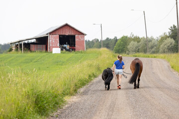 Obraz premium Young woman evening walk with two horses. One icelandic horse