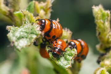 Colorado potato beetle larvae eats potato leaves, damaging agriculture