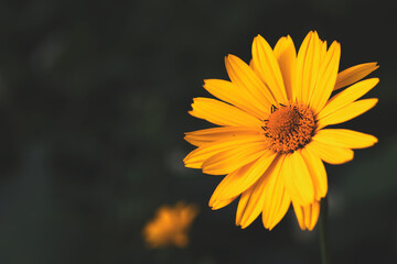 yellow flower