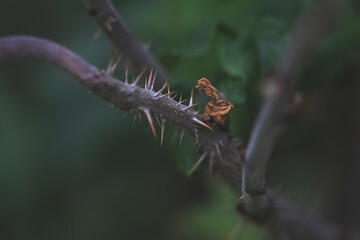 macro of a thorn