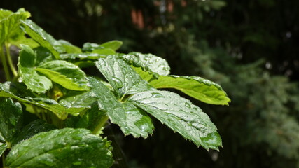 Dewy leaves of a young plant in the sunlight