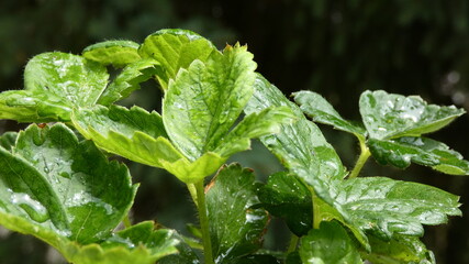 Dewy leaves of a young plant in the sunlight