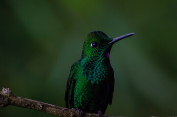 Fototapeta premium hummingbird in flight