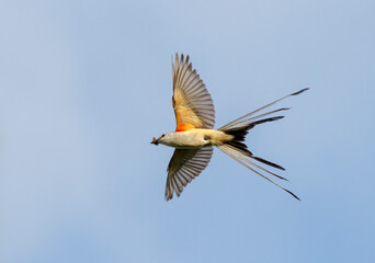 Scissor-tailed flycatcher (Tyrannus forficatus) flying with insect prey in the beak, Galveston, Texas, USA.