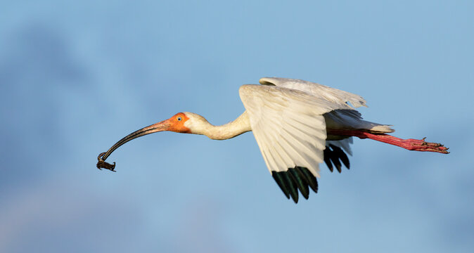 American white ibis (Eudocimus albus) flying with a crab in its beak, Galveston, Texas, USA.