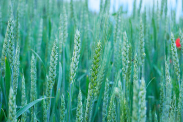 Green Wheat Ripening of the crop. Selective focus.