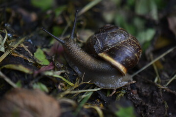 A snail on the ground