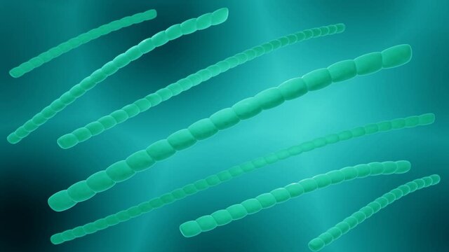 Cyanobacteria floating in water