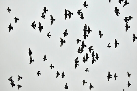 The picture shows a flock of pigeons rising into the sky.
