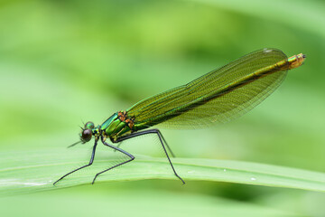 a dragonfly of the genus Demoiselle (Calopteryx) sits on a damp blade of grass in nature, against a green background