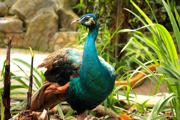 Obraz premium peacock in the park