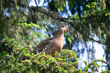 Western Capercaillie in tree in Sweden.