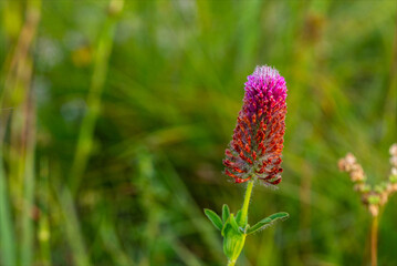 Bellissimo fiore selvatico in vegetazione naturale di biotopo. Fiore di colore rosso, magenta e viola.