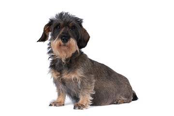 Closeup of a pregnant bi-colored longhaired  wire-haired Dachshund dog isolated on a white...