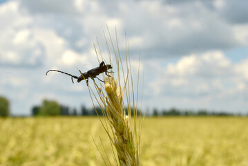 A beetle with a long black mustache sits on an ear of wheat.