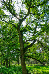 Fototapeta premium Bäume und Farn im Diersfordter Wald