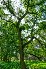 Fototapeten Bäume und Farn im Diersfordter Wald © hespasoft