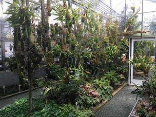 Flowers and plants in greenhouses or in a tropical house in Botanical Garden Saint Gall (Blumen und Pflanzen in den Gewächshäusern des Botanischen Gartens Sankt Gallen), St. Gallen - Switzerland