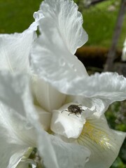Insect on flower