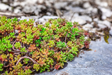 Close up of green plant on white stone. National park Velebit flora, Croatia.
