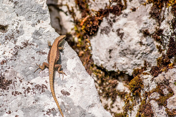 Close up view of one small lizard standing on white stone. Lika, Croatia.