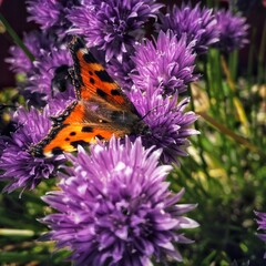 butterfly on flower