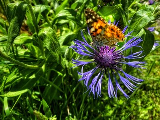 butterfly on a flower