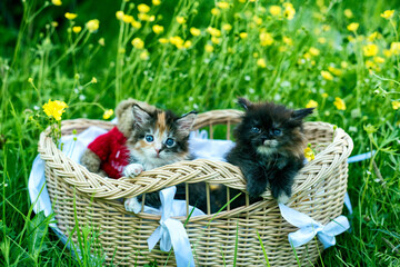 Two adorable maine coon kittens in a basket on background of flowers.