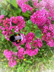 bee on pink flowers