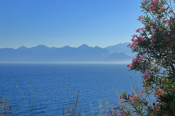 Blooming oleander on the seashore against the backdrop of mountains.