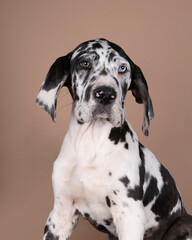 Harlequin colored Great Dane Dog or German Dog, odd eye puppy the largest dog breed in the world isolated in beige