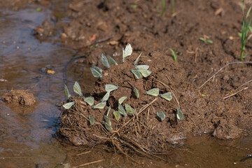 white butterflies on the wet ground on a summer day
