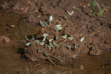 white butterflies on the wet ground on a summer day