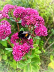 bee on pink flower