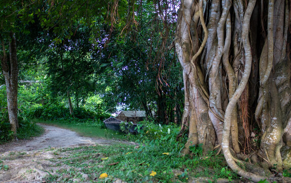 Image of a Banyan tree. Pictures of wild trees on the banks of the river.