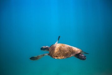 turtle diving