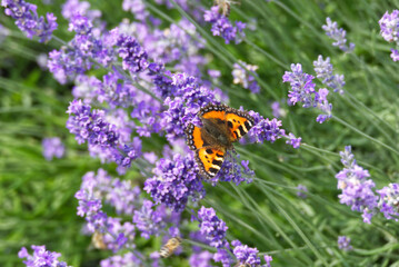Small tortoiseshell butterfly (Aglais urticae) perched on lavender plant in Zurich, Switzerland