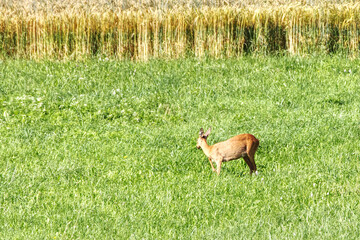 roe on a meadow in front of a field