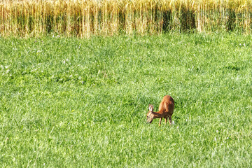 roe on a meadow in front of a field