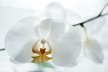 Fototapeta na wymiar Close-up of a white Phalaenopsis white orchid, popular home plants
