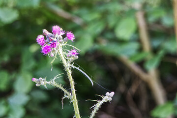 close up of blooming thistles outdoors